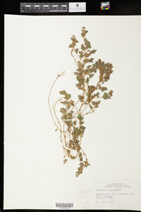 Kummerowia stipulacea image