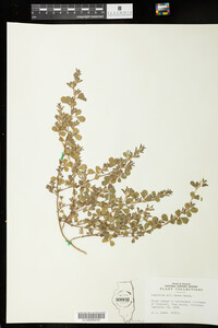 Kummerowia stipulacea image