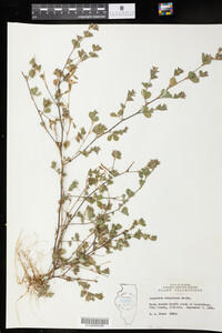 Kummerowia stipulacea image