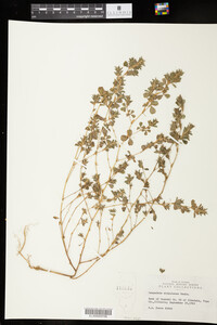 Kummerowia stipulacea image