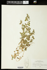 Kummerowia stipulacea image