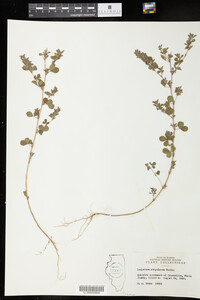 Kummerowia stipulacea image