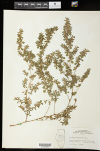 Kummerowia stipulacea image