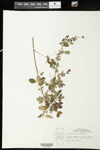 Lespedeza violacea image