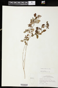 Lespedeza violacea image