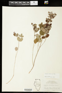 Lespedeza violacea image