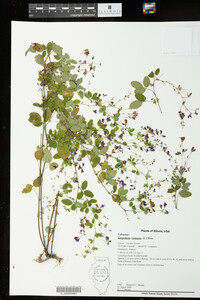 Lespedeza violacea image