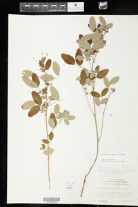 Lespedeza violacea image