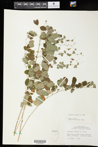 Lespedeza violacea image