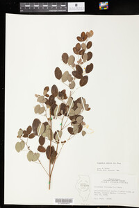 Lespedeza violacea image