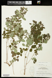 Lespedeza violacea image