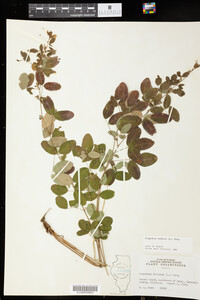 Lespedeza violacea image