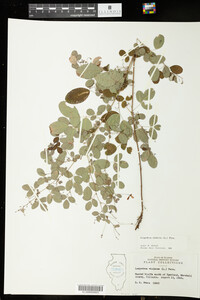 Lespedeza violacea image