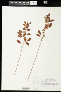 Lespedeza violacea image