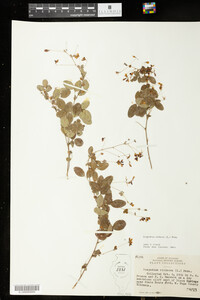 Lespedeza violacea image