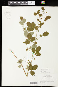 Lespedeza violacea image