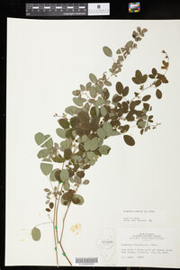 Lespedeza violacea image