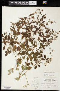 Lespedeza violacea image