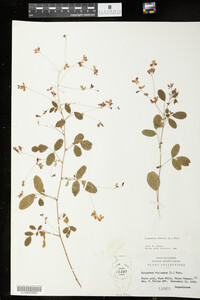 Lespedeza violacea image