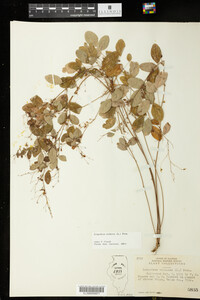 Lespedeza violacea image