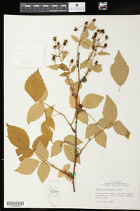 Rubus allegheniensis image