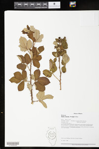 Image of Rubus ulmifolius