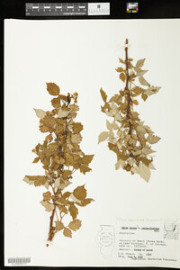 Rubus sachalinensis image