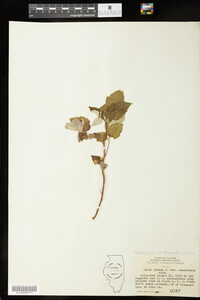 Rubus sachalinensis image