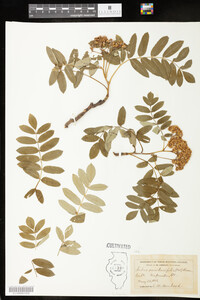 Image of Sorbus sambucifolia