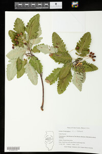 Image of Sorbus x thuringiaca