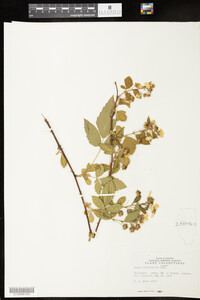 Rubus X ostryifolius image
