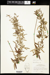 Lespedeza virginica image