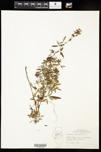 Lespedeza virginica image