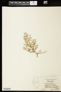 Image of Salicornia depressa