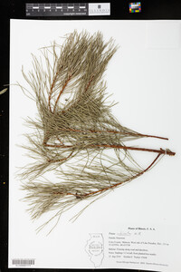 Media resource of Pinus echinata