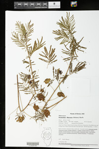 Desmanthus illinoensis image