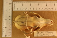 Urocyon cinereoargenteus cinereoargenteus image