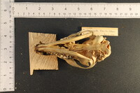 Image Associated With the Occurrence