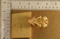 Spilogale putorius image