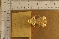 Spilogale putorius image