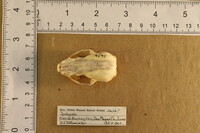 Spilogale putorius image
