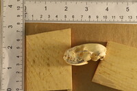 Spilogale putorius image