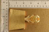 Spilogale putorius image