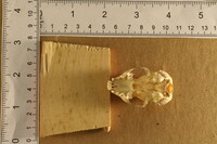 Spilogale putorius image