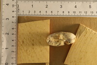 Spilogale putorius image