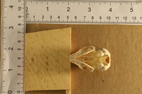Spilogale putorius image