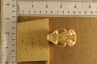 Spilogale putorius image
