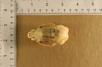 Image of Mephitis mephitis