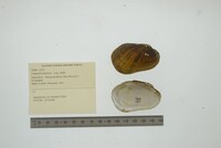 Lampsilis hydiana image