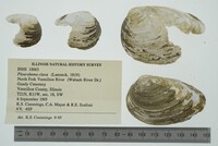 Pleurobema clava image